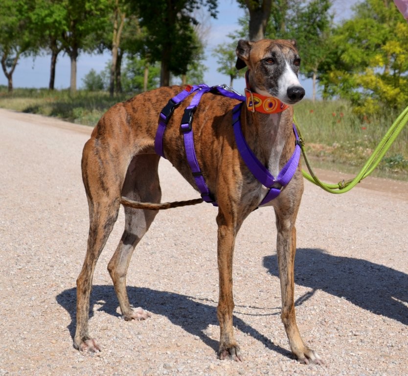 Photo de SUZI, un lévrier en attente d adoption