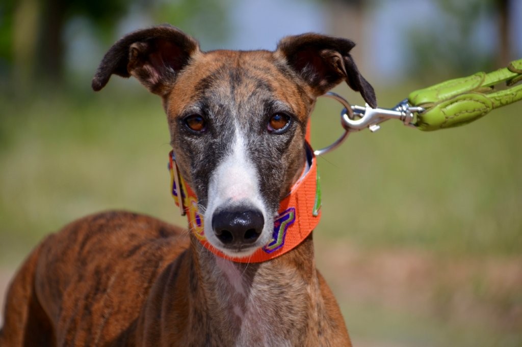 Photo de SUZI, un lévrier en attente d adoption
