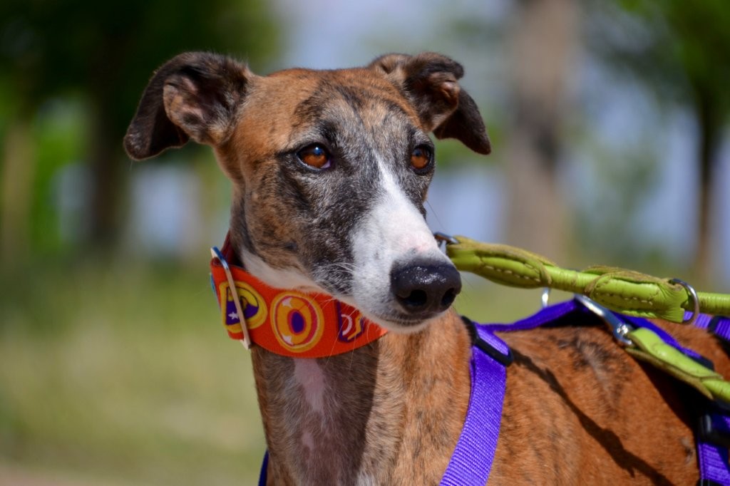 Photo de SUZI, un lévrier en attente d adoption