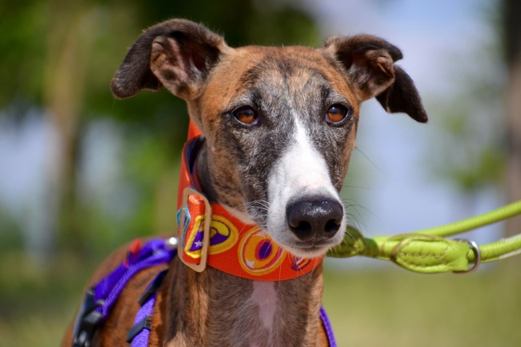 Photo de SUZI, un lévrier en attente d adoption