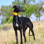 Photo de VICTOR, un lévrier à adopté