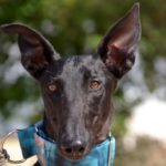 Photo de BASILIO, un lévrier à adopté