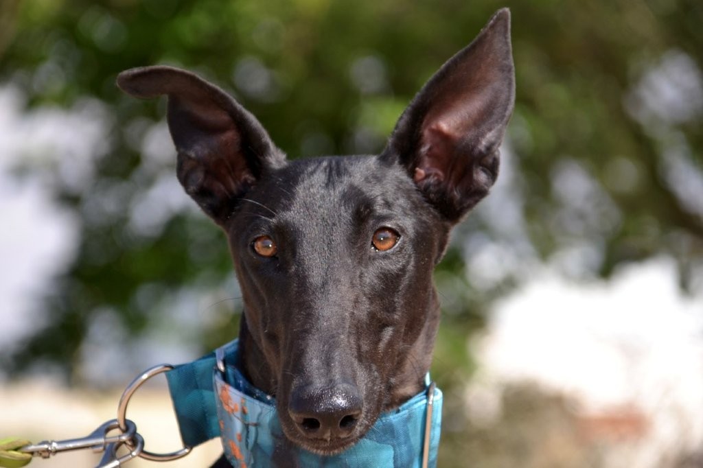 Photo de BASILIO, un lévrier en attente d adoption