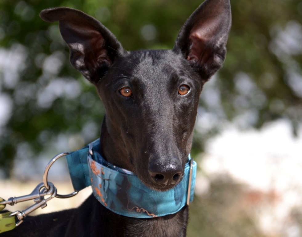 Photo de BASILIO, un lévrier en attente d adoption