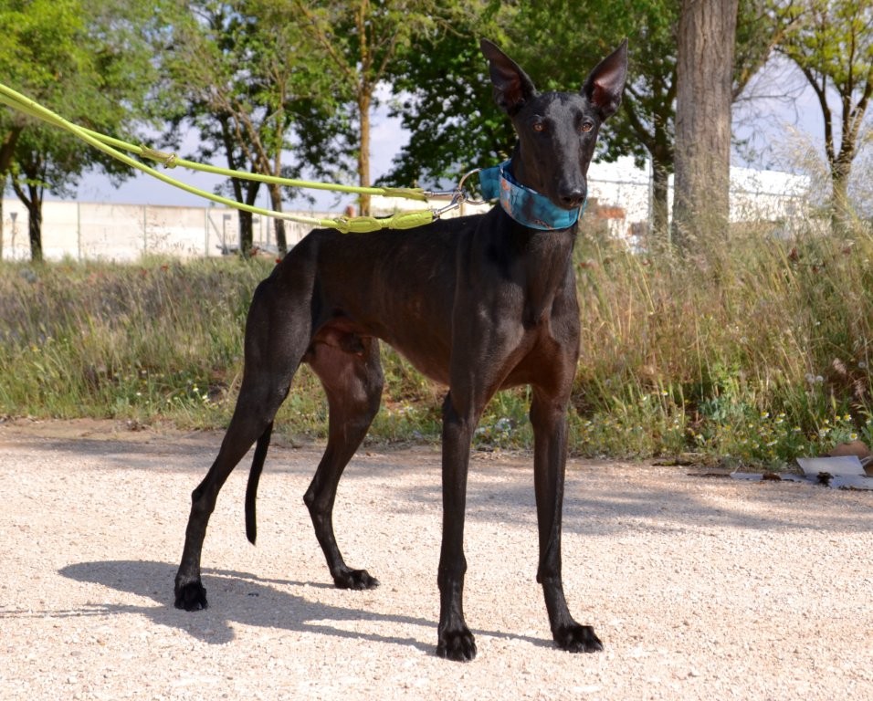 Photo de BASILIO, un lévrier en attente d adoption