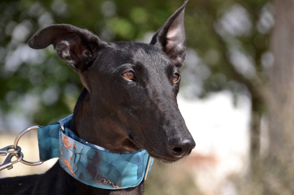 Photo de BASILIO, un lévrier en attente d adoption