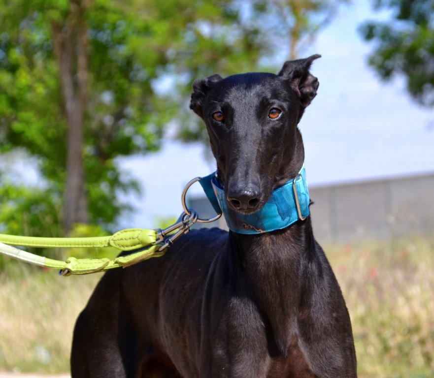 Photo de BASILIO, un lévrier en attente d adoption