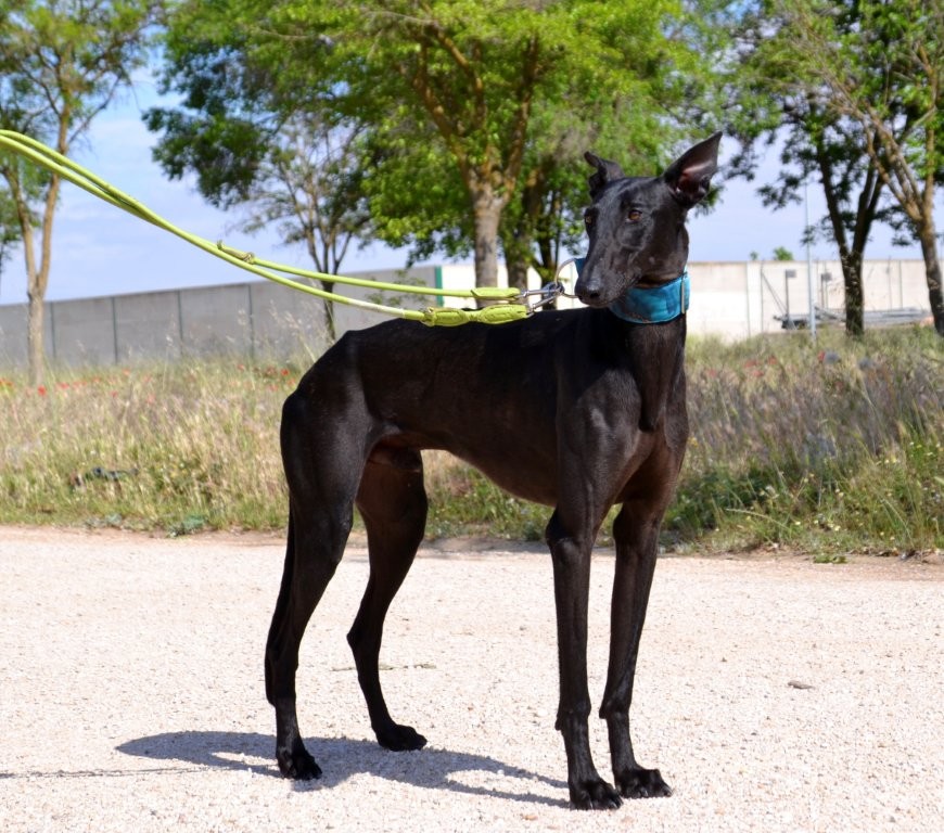 Photo de BASILIO, un lévrier en attente d adoption