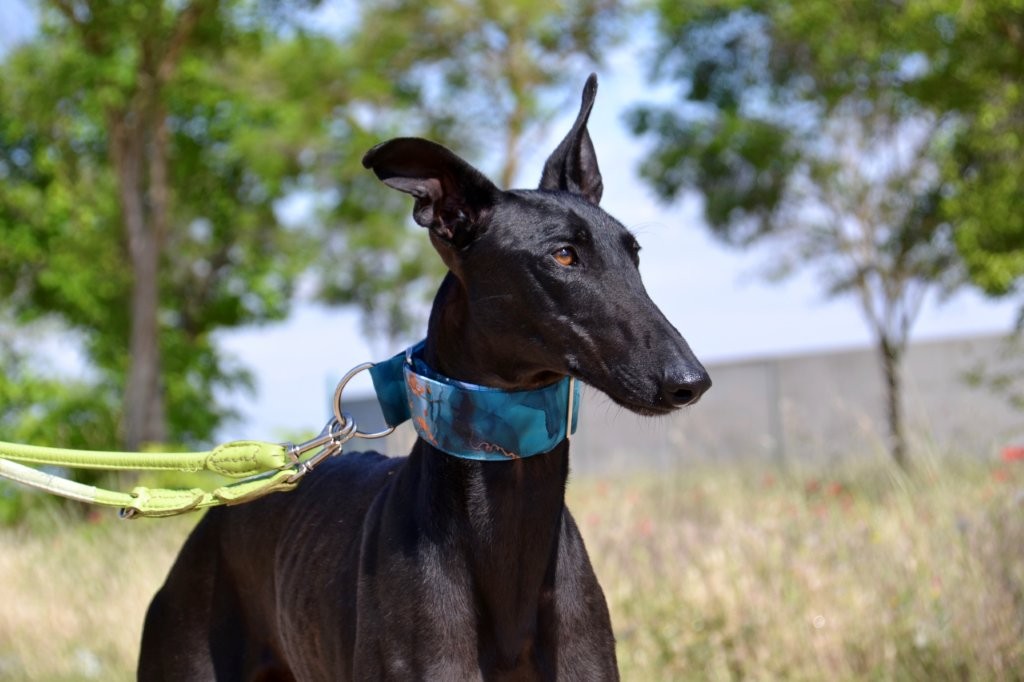 Photo de BASILIO, un lévrier en attente d adoption