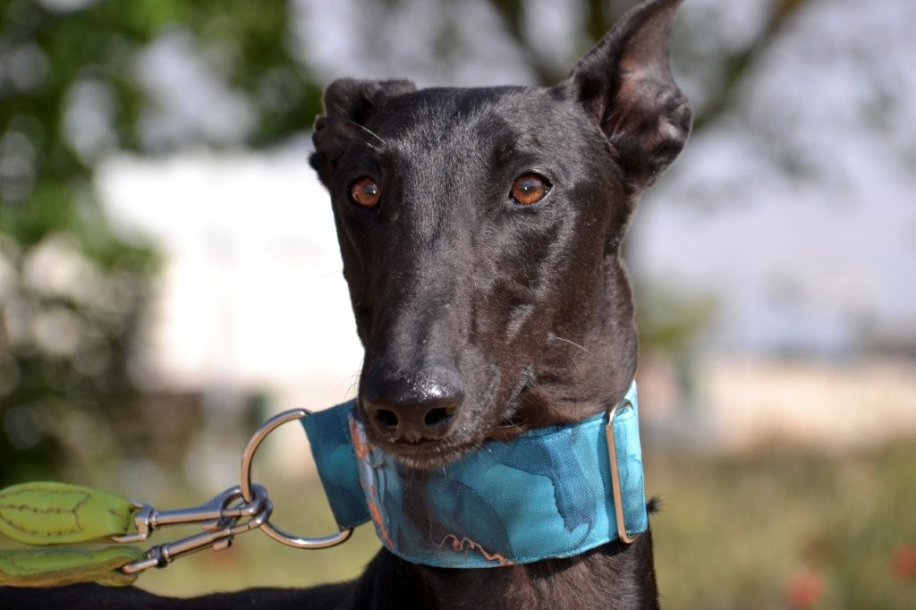 Photo de BASILIO, un lévrier en attente d adoption