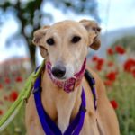 Photo de CATALINA, un lévrier à adopté