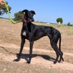 Photo de AGUEDA, un lévrier à adopté