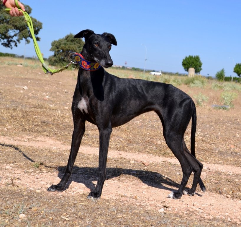 Photo de AGUEDA, un lévrier en attente d adoption