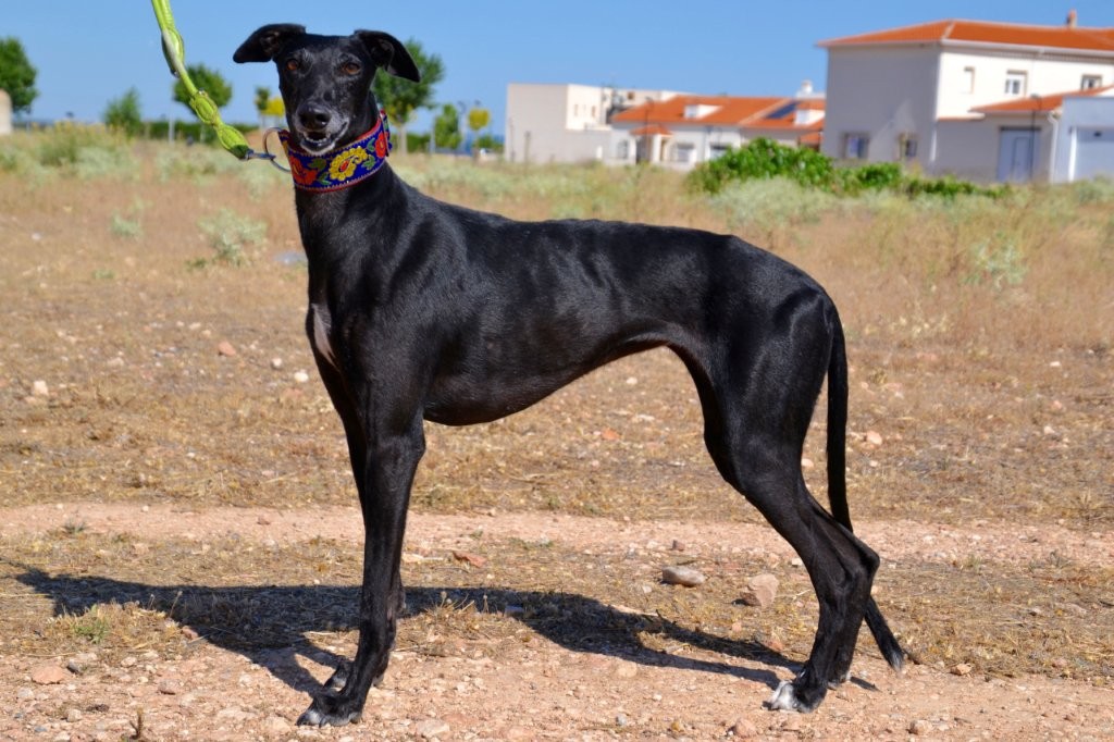 Photo de AGUEDA, un lévrier en attente d adoption