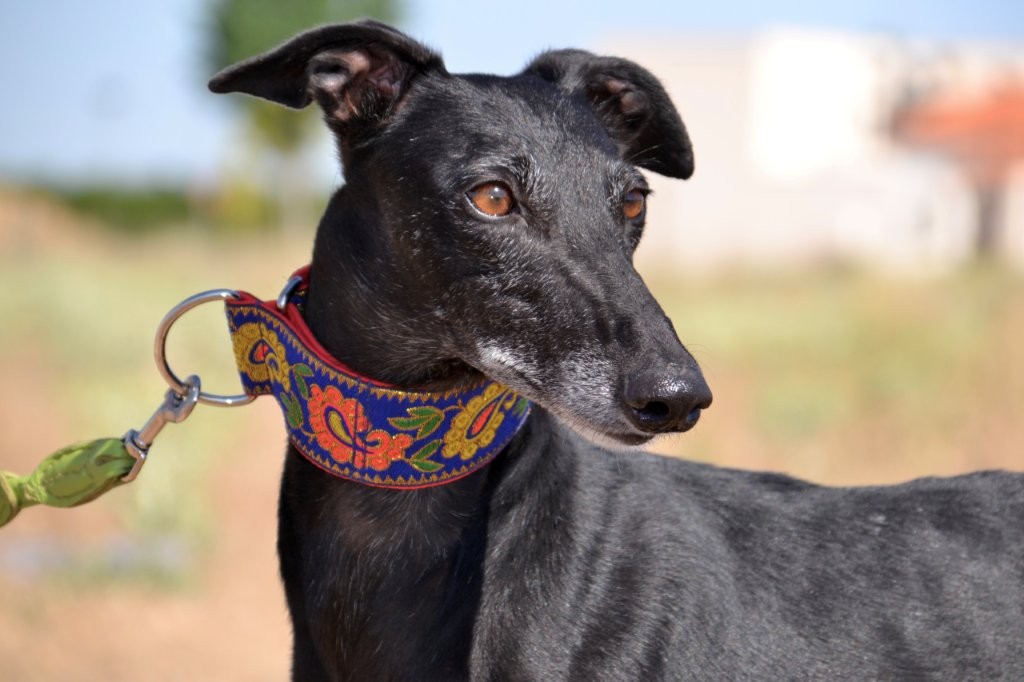 Photo de AGUEDA, un lévrier en attente d adoption