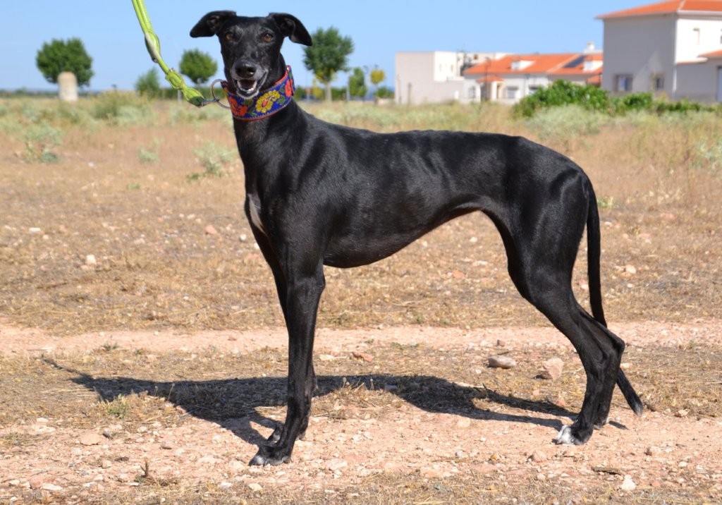 Photo de AGUEDA, un lévrier en attente d adoption