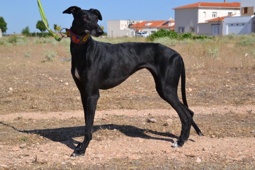 Photo de AGUEDA, un lévrier en attente d adoption