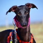 Photo de AQUA, un lévrier à adopté