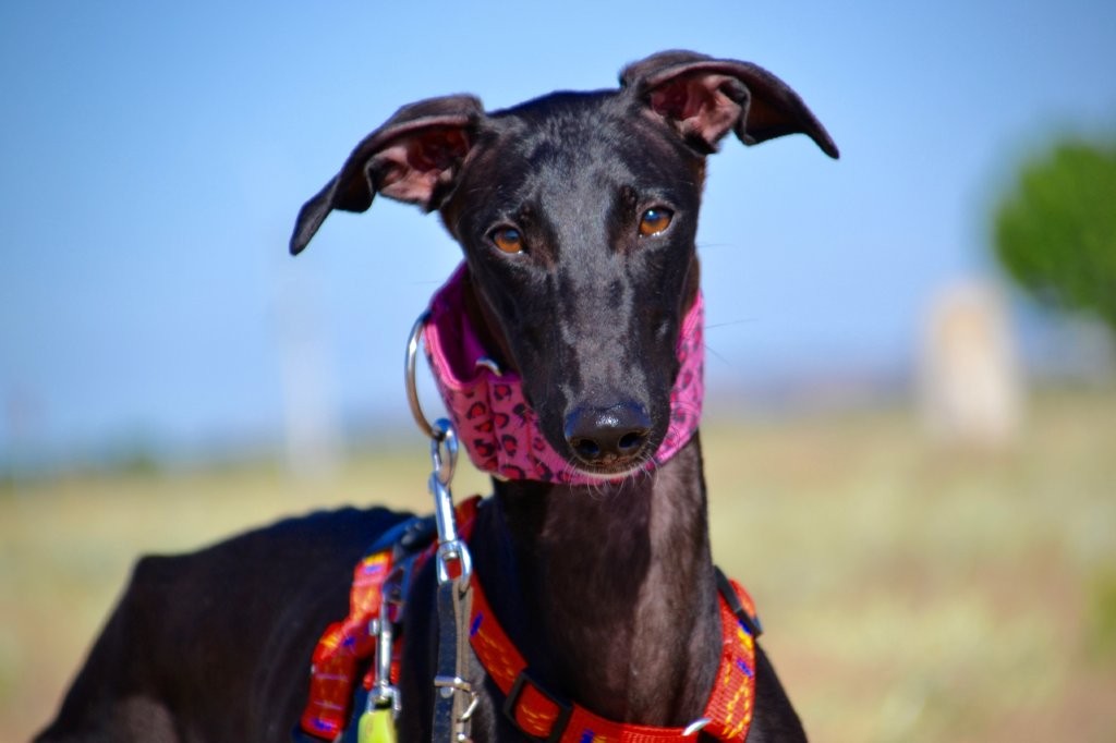 Photo de AQUA, un lévrier en attente d adoption