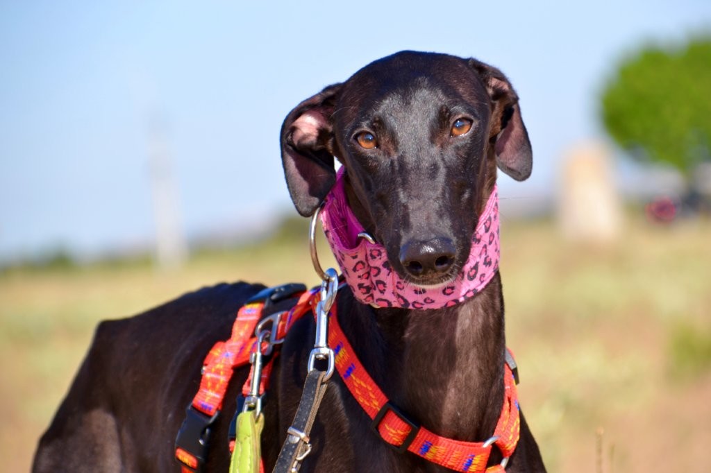Photo de AQUA, un lévrier en attente d adoption