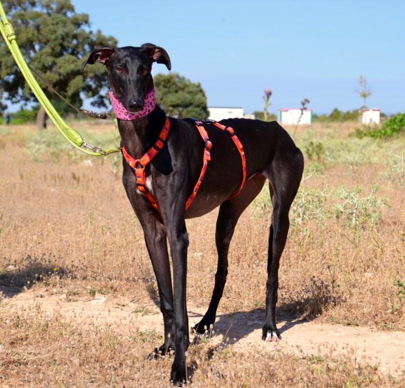 Photo de AQUA, un lévrier en attente d adoption