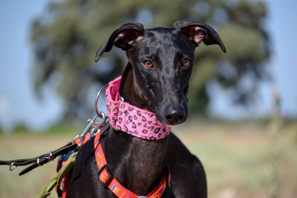 Photo de AQUA, un lévrier en attente d adoption