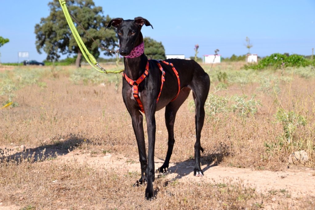 Photo de AQUA, un lévrier en attente d adoption