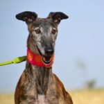 Photo de CARACOLA, un lévrier à adopté