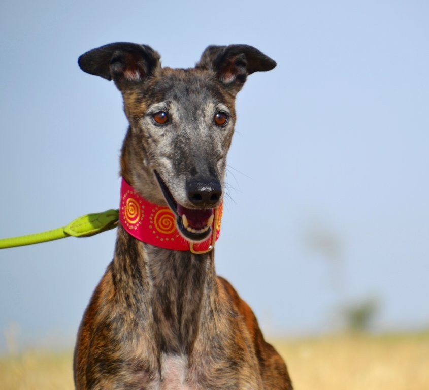 Photo de CARACOLA, un lévrier en attente d adoption