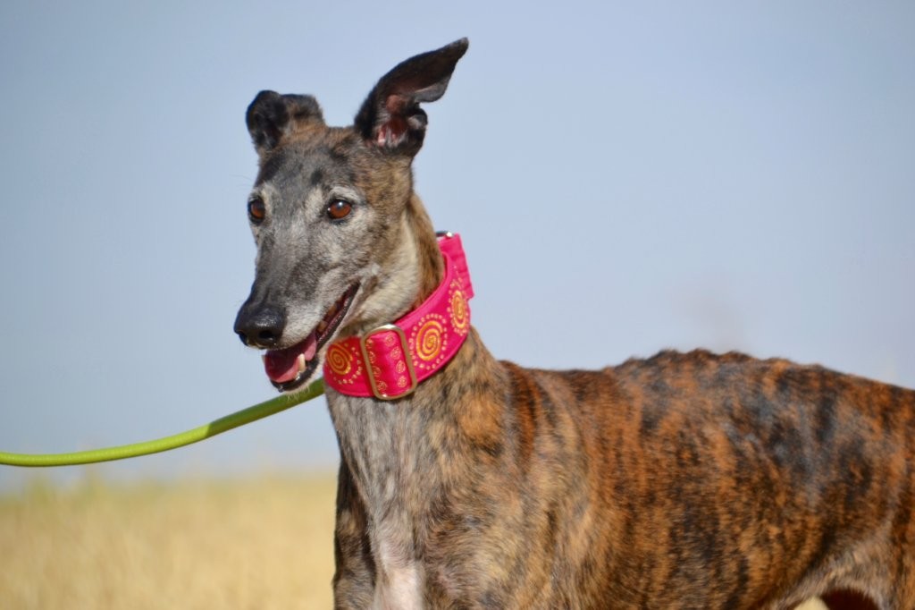 Photo de CARACOLA, un lévrier en attente d adoption