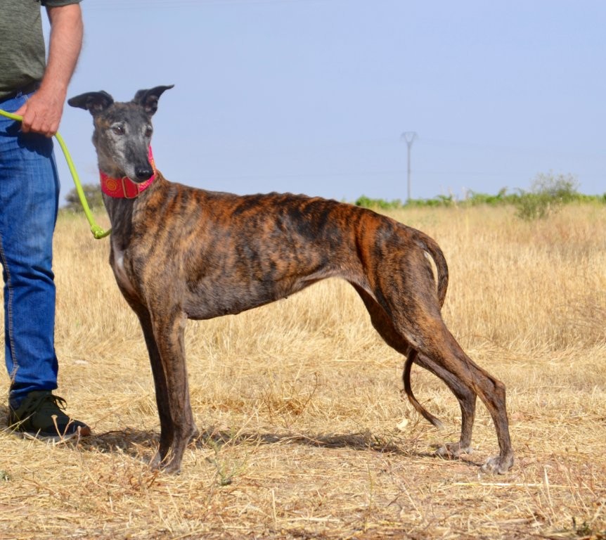 Photo de CARACOLA, un lévrier en attente d adoption
