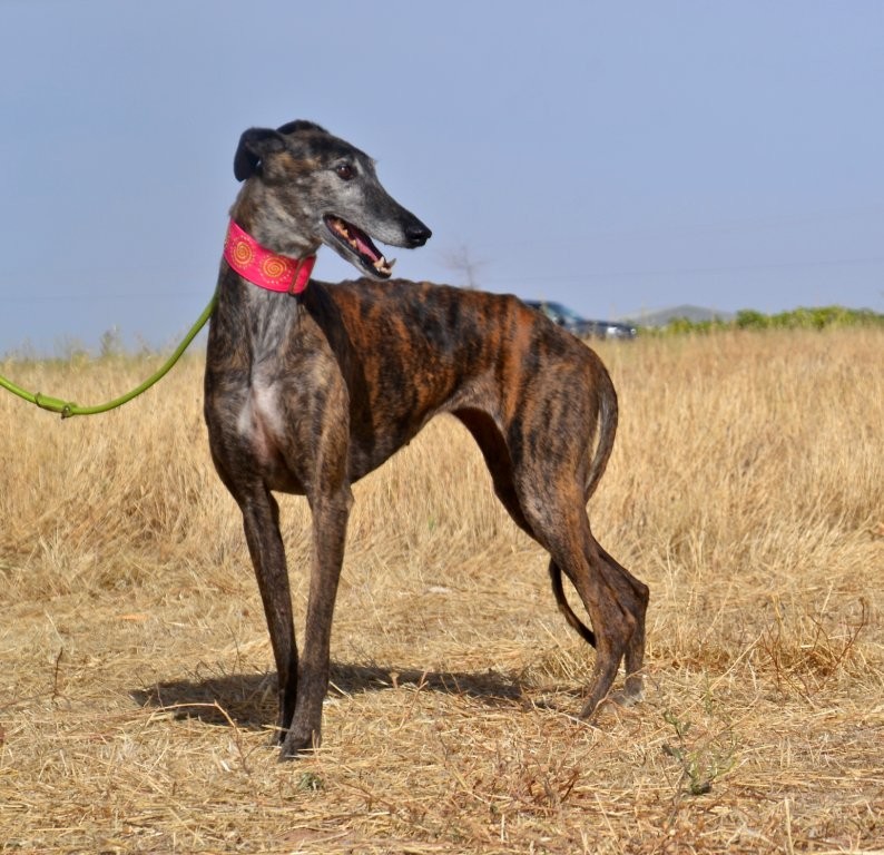 Photo de CARACOLA, un lévrier en attente d adoption
