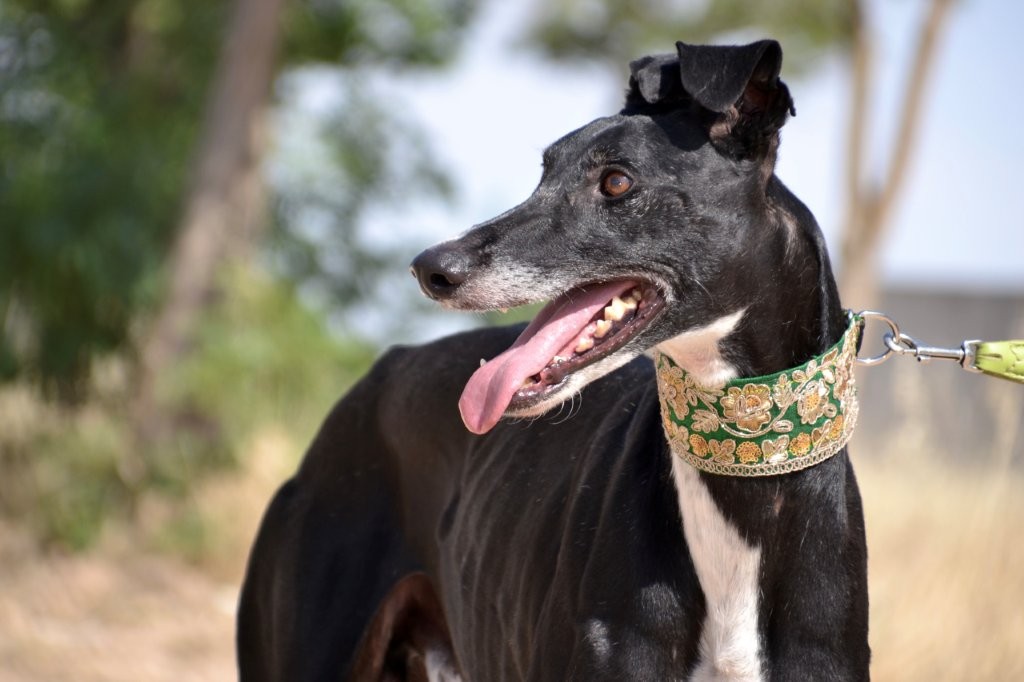Photo de DUBAY, un lévrier en attente d adoption