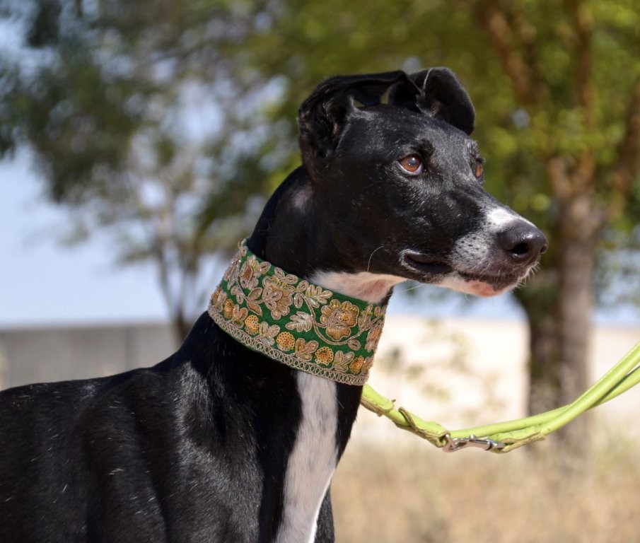 Photo de DUBAY, un lévrier en attente d adoption