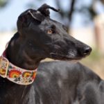 Photo de GAHONA, un lévrier à adopté