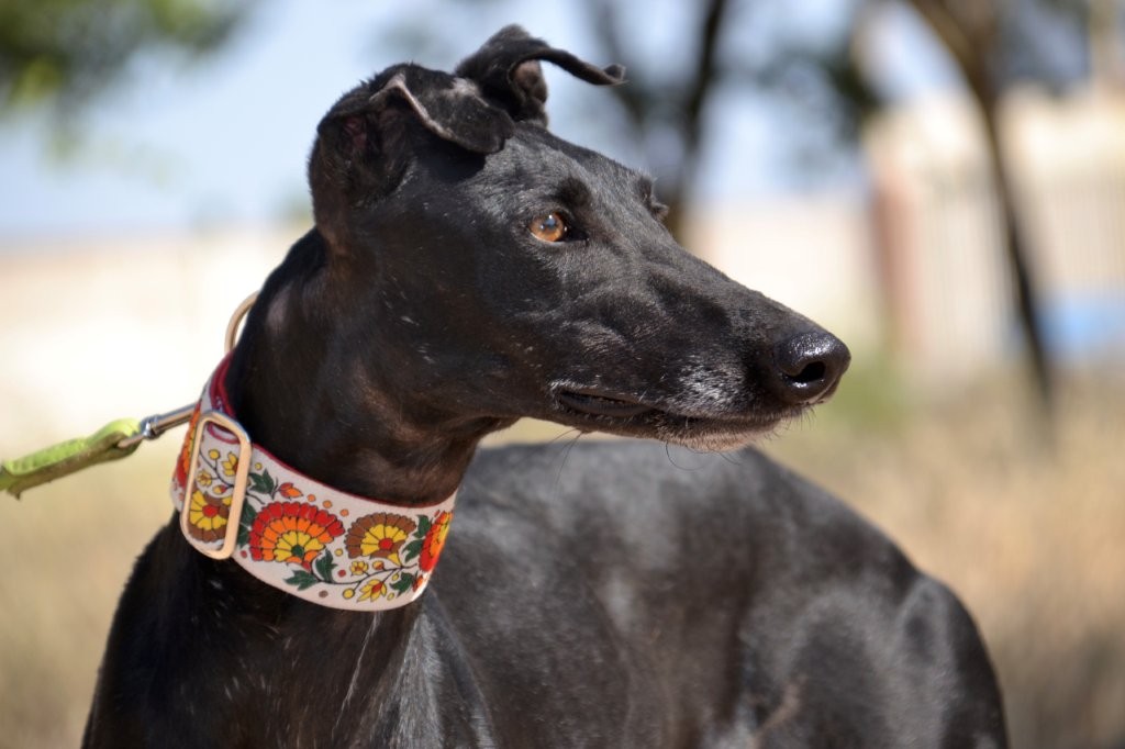 Photo de GAHONA, un lévrier en attente d adoption
