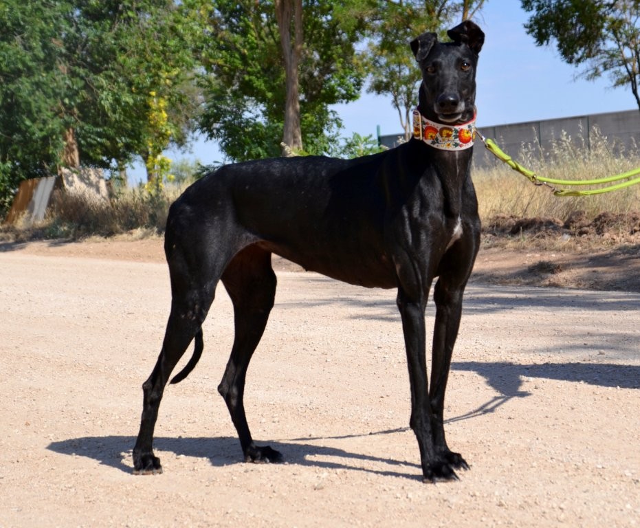 Photo de GAHONA, un lévrier en attente d adoption