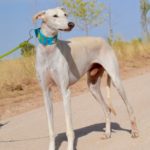 Photo de GARCIA, un lévrier à adopté