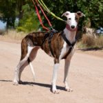 Photo de JENNY, un lévrier à adopté