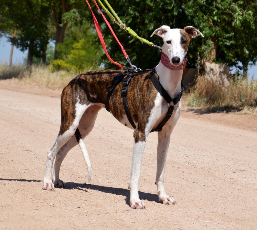 Photo de JENNY, un lévrier en attente d adoption