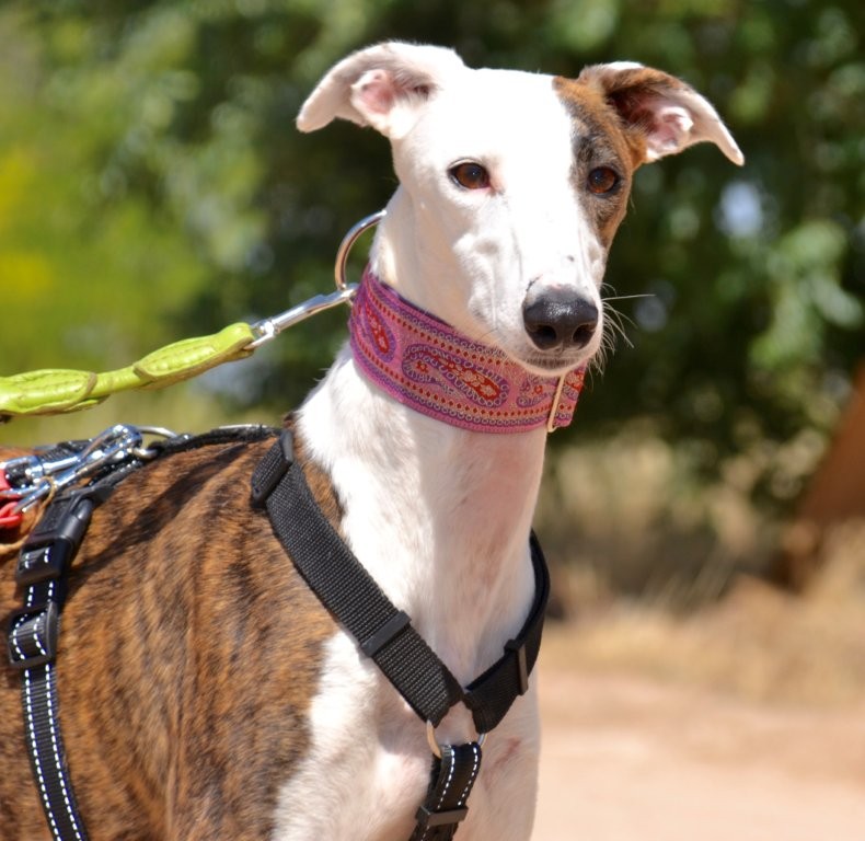 Photo de JENNY, un lévrier en attente d adoption