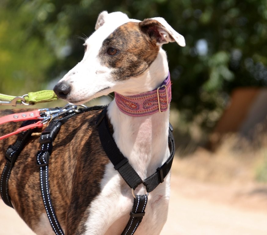 Photo de JENNY, un lévrier en attente d adoption