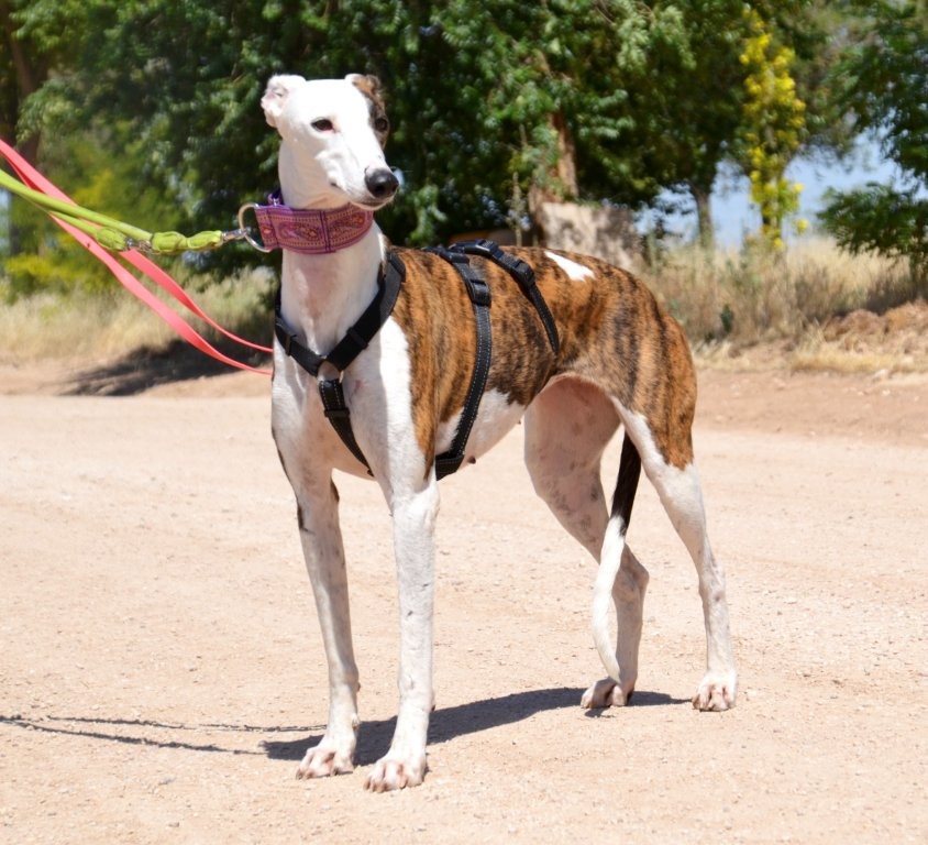 Photo de JENNY, un lévrier en attente d adoption