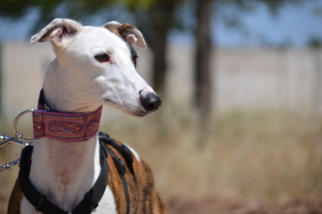 Photo de JENNY, un lévrier en attente d adoption