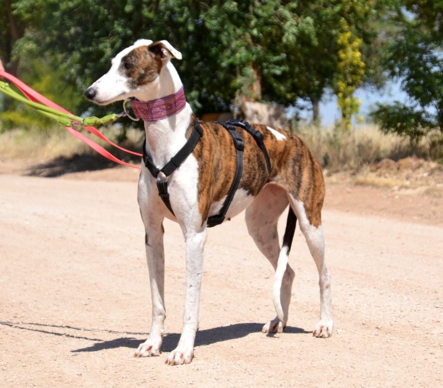 Photo de JENNY, un lévrier en attente d adoption