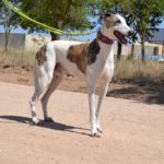 Photo de JUAN, un lévrier à adopté