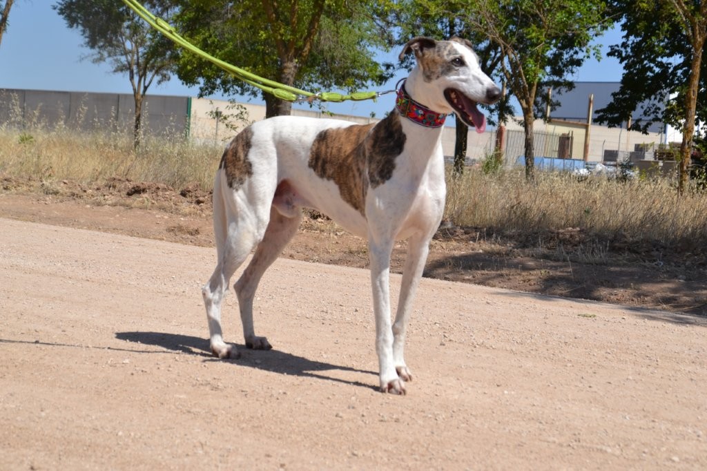 Photo de JUAN, un lévrier en attente d adoption