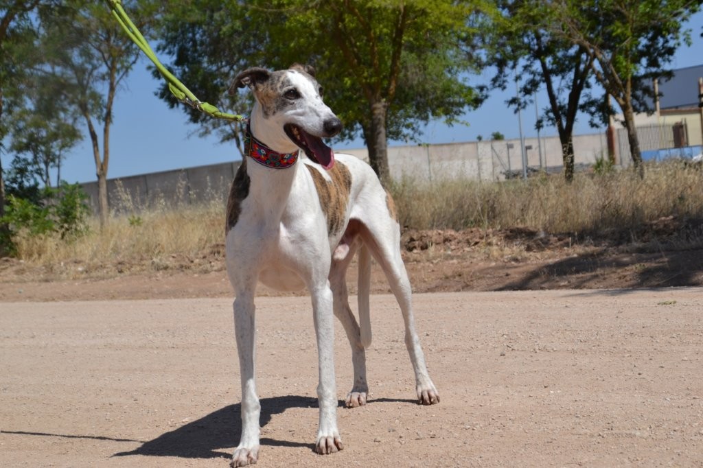 Photo de JUAN, un lévrier en attente d adoption
