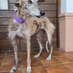 Photo de MARGARET, un lévrier à adopté