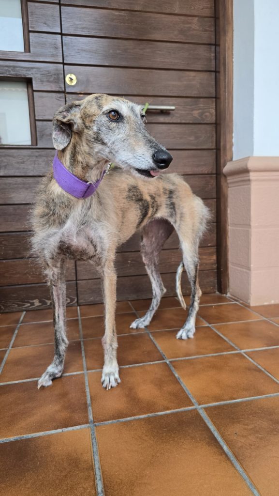 Photo de MARGARET, un lévrier en attente d adoption